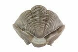 Wide, Enrolled Flexicalymene Trilobite - Ohio #68583-1